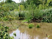 Beaver lodge